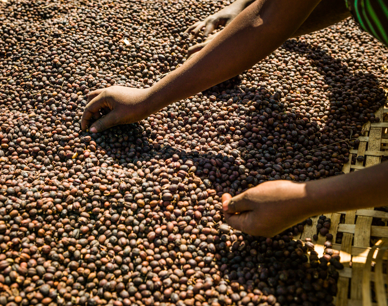 Coffee Tour