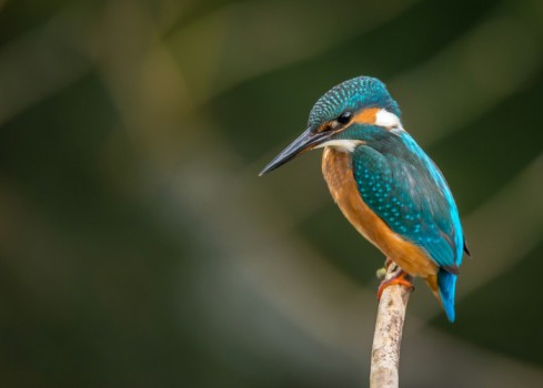 Bird Watching - 9 Days