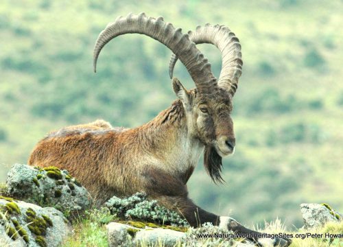 Wildlife Tour - 10 Days