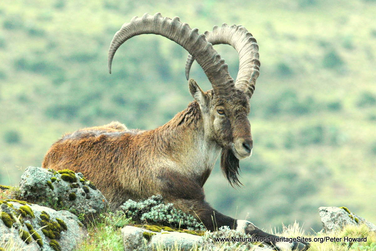 Wildlife Tour - 10 Days